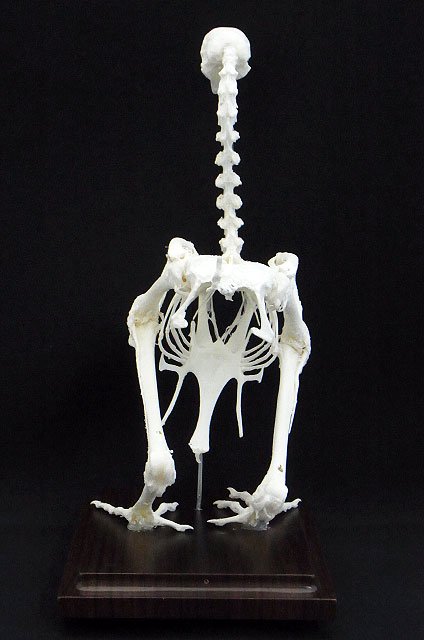 ニワトリ 全身骨格標本 - 頭骨・骨格標本・剥製販売 【Core-Box】