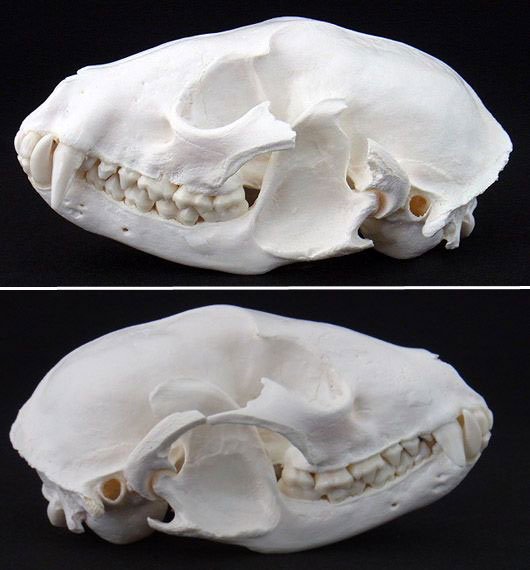 ☆即納☆アライグマの頭骨☆ - 頭骨・骨格標本・剥製販売 【Core-Box】