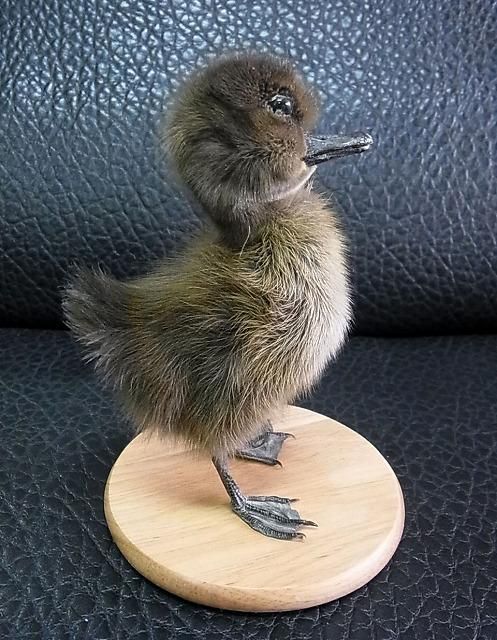 ☆再入荷☆キュート♪ アヒル（ブラック）剥製 台座付 - 頭骨・骨格