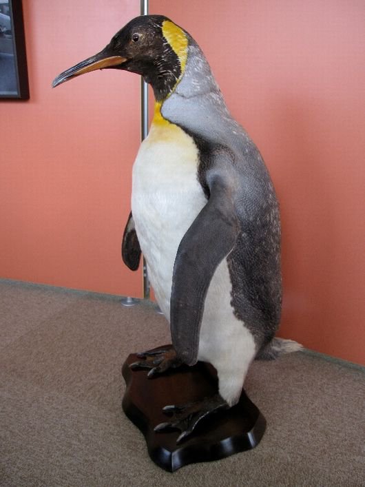 キングペンギンの剥製 - 頭骨・骨格標本・剥製販売 【Core-Box】