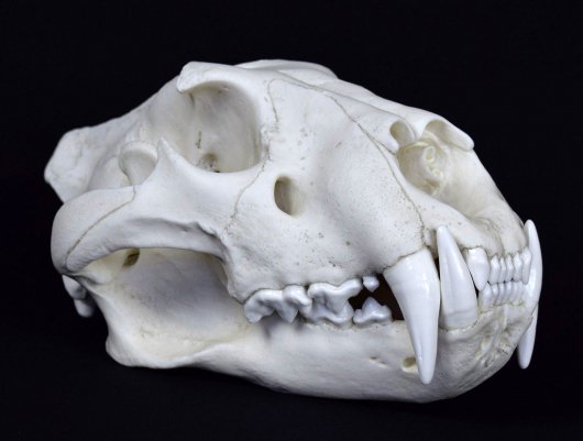 アフリカライオン（雄）の頭骨 高品質レプリカ - 頭骨・骨格標本・剥製 