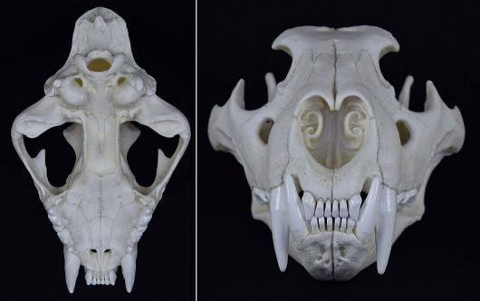 アフリカ便！高品質 イボイノシシ 成獣の頭骨（XLサイズ）※捕獲データ付 ☆即納☆ アフリカ便 迫力サイズ！ イボイノシシ 成獣の頭骨