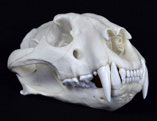 トラの頭骨　高品質レプリカ - 頭骨・骨格標本・剥製販売　【Core-Box】