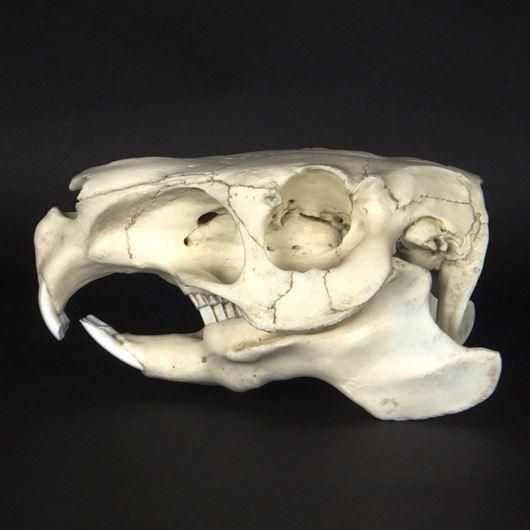 カピバラの頭骨 高品質レプリカ - 頭骨・骨格標本・剥製販売 【Core-Box】