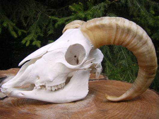 ヤギ 山羊 頭骨 頭蓋骨 標本-