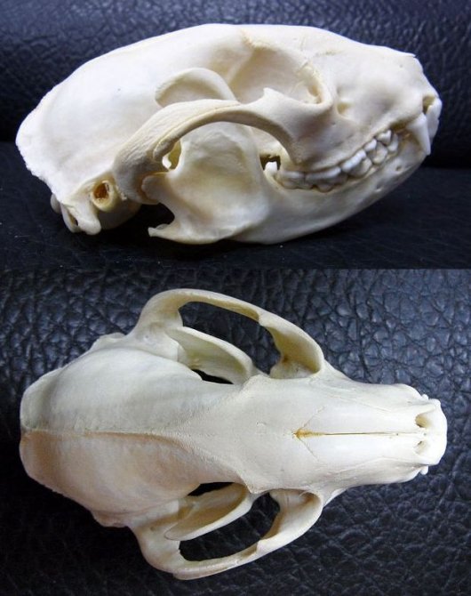 ☆ 即納 ☆ 高品質 アライグマ（ラクーン）の頭骨 - 頭骨・骨格標本 