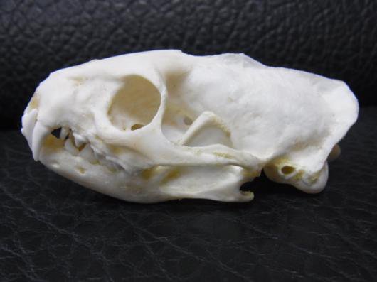 即納☆レア！ ジャワマングースの頭骨 - 頭骨・骨格標本・剥製販売 ...