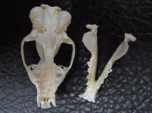 即納☆レア！ ジャワマングースの頭骨 - 頭骨・骨格標本・剥製販売