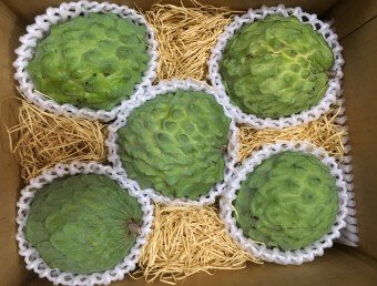 アフリカン プライド １ｋｇ お試しサイズ   沖縄のトロピカルフルーツ