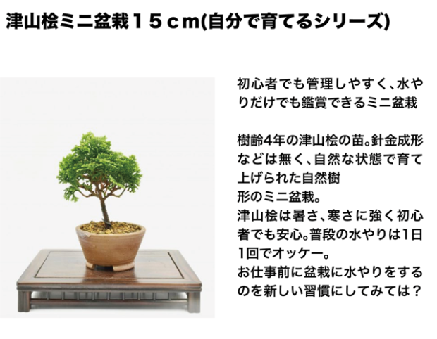 �����������եȡ�coral�ʥ������ˡ�