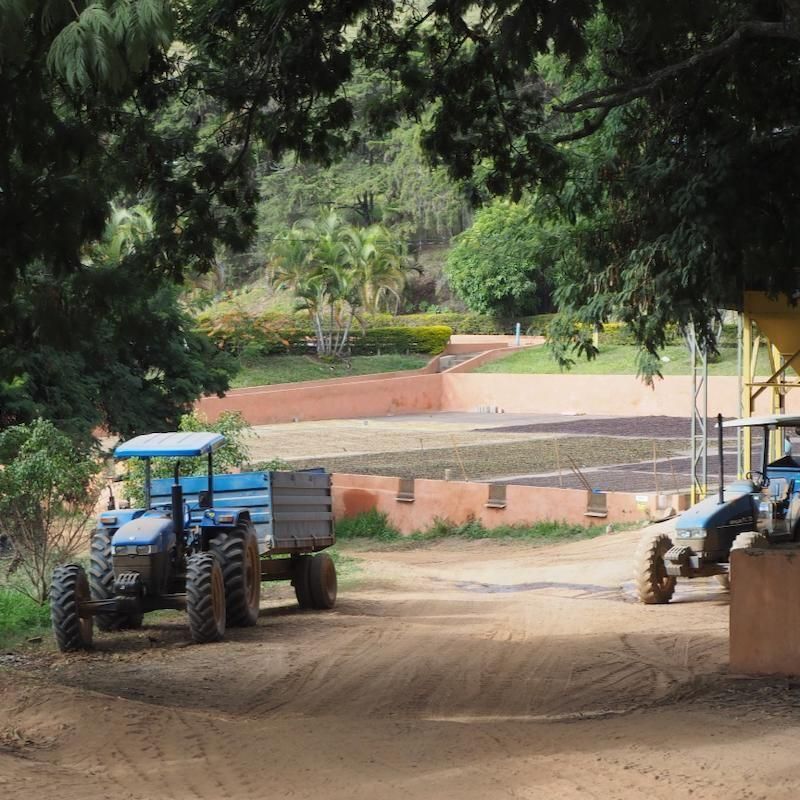 ブラジル パッセイオ パルプト