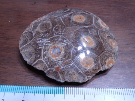 珊瑚（サンゴ）化石（片面研磨）　　　モロッコ産