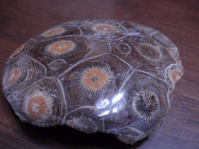 珊瑚（サンゴ）化石（片面研磨）　　　モロッコ産