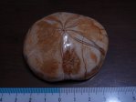 ウニ 化石（片面研磨）　　　マダガスカル産