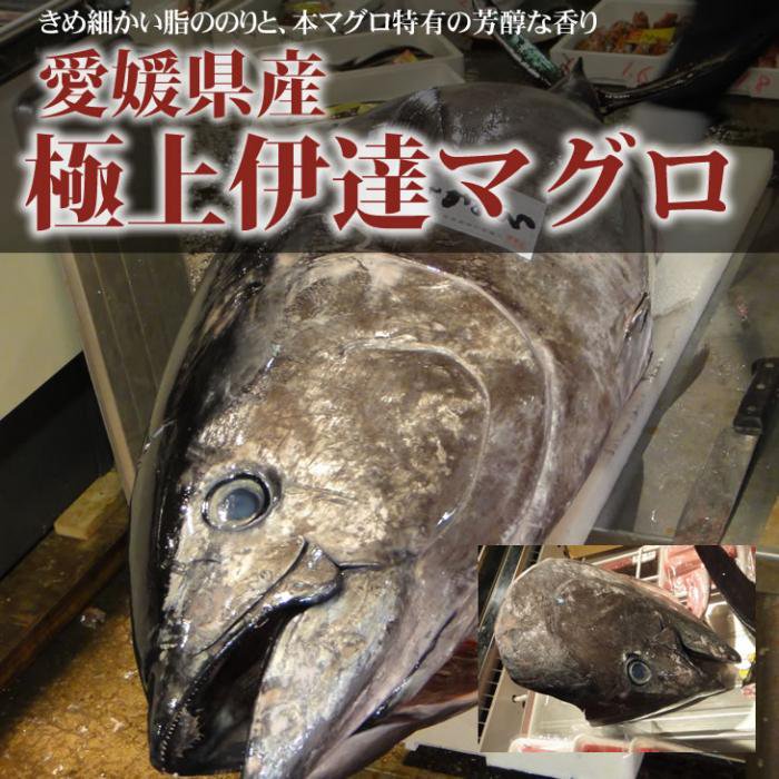 愛媛県産 極上だてまぐろ 本マグロ 本鮪の頭 カマ 尾 込セット約５ｋ 天然まぐろ販売 新鮮組 美味しいマグロ本物の味を食卓へ届けます 天然 まぐろ販売 新鮮組 美味しいマグロ本物の味を食卓へ届けます