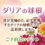 ダリアの球根