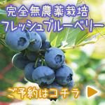 ブルーベリーブログ