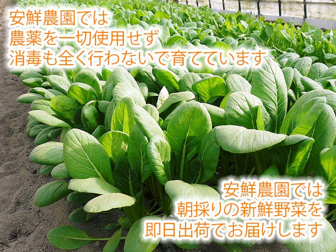 熊本県産安鮮野菜小松菜｜九州熊本産の米や果物など、農家直送通販｜FLCパートナーズストア