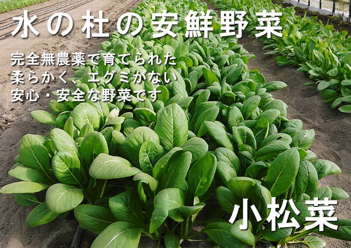 熊本県産安鮮野菜小松菜｜九州熊本産の米や果物など、農家直送通販｜FLCパートナーズストア