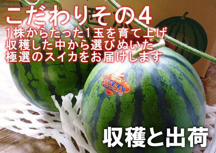 熊本産 大玉スイカ肥後漫遊 S2玉 9〜11k箱込 かめまる食堂 果物