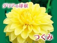 ダリア球根 九州産の米や果物など 農家直送通販 Flcパートナーズストア ダリア球根 九州産の米や果物など 農家直送通販 Flcパートナーズストア