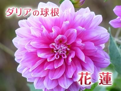 ダリア球根 花蓮 九州産の米や果物など 農家直送通販 Flcパートナーズストア