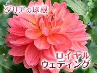 ダリア球根 九州産の米や果物など 農家直送通販 Flcパートナーズストア ダリア球根 九州産の米や果物など 農家直送通販 Flcパートナーズストア