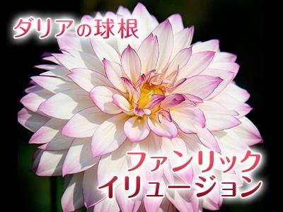 ダリア球根:ファンリックイリュージョン｜九州産の米や果物など、農家