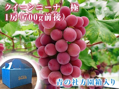 九州熊本産クイーンニーナ700g｜九州産の米や果物など、農家直送通販