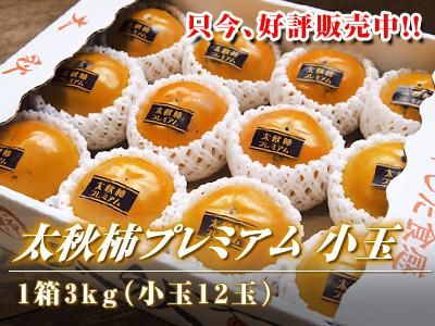 【チルド便】 熊本産太秋柿プレミアム小玉3kg前...