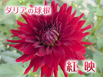 ダリア球根:紅映｜九州産の米や果物など、農家直送通販｜FLC