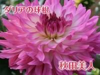 ダリア球根 九州産の米や果物など 農家直送通販 Flcパートナーズストア ダリア球根 九州産の米や果物など 農家直送通販 Flcパートナーズストア