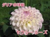 ダリア球根 九州産の米や果物など 農家直送通販 Flcパートナーズストア ダリア球根 九州産の米や果物など 農家直送通販 Flcパートナーズストア