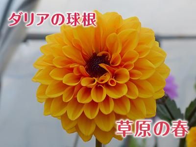 ダリア球根 草原の春 九州産の米や果物など 農家直送通販 Flcパートナーズストア ダリア球根 草原の春 九州産の米や果物など 農家直送通販 Flcパートナーズストア