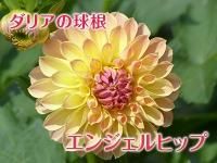 ダリア球根 九州産の米や果物など 農家直送通販 Flcパートナーズストア ダリア球根 九州産の米や果物など 農家直送通販 Flcパートナーズストア