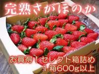【チルド便】熊本産いちご『完熟さがほのか』　お買い得！...