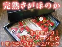 【チルド便】熊本産いちご『完熟さがほのか』　...