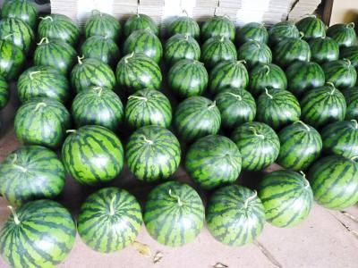 九州熊本産大玉スイカ｜九州熊本産の米や果物など、農家直送通販