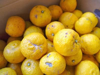 冬至用柚子｜九州産の米や果物など、農家直送通販｜FLC