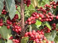 華やかな果実味を感じるコーヒー - PARADISO COFFEEROASTERS