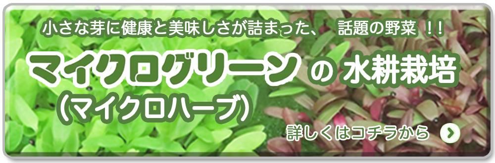 マイクログリーンの水耕栽培