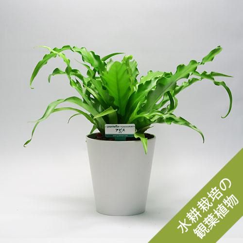 水耕栽培 観葉植物 アピス 水耕栽培 観葉植物 アピス