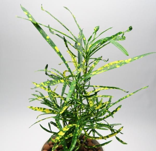 水耕栽培 観葉植物 クロトン リュウセイ 水耕栽培 観葉植物 クロトン リュウセイ