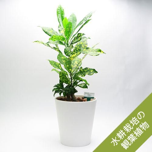水耕栽培 観葉植物 クロトン アキュビフォリア 水耕栽培 観葉植物 クロトン アキュビフォリア