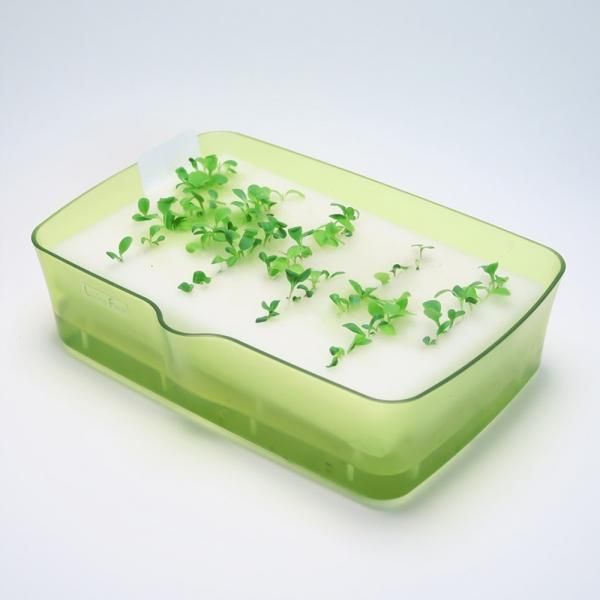 ベビールッコラの水耕栽培キット | ミニ水耕菜園キットBRベビールッコラ