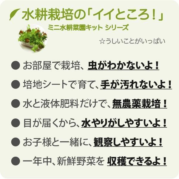ベビーケールの水耕栽培キット ミニ水耕菜園キットk ベビーケール ベビーケールの水耕栽培キット ミニ水耕菜園キットk ベビーケール