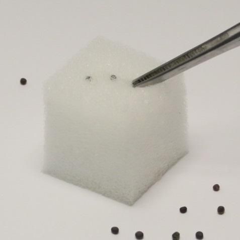 パクチーの種子付き 水耕栽培 育苗・育成ココベジキット - 水耕