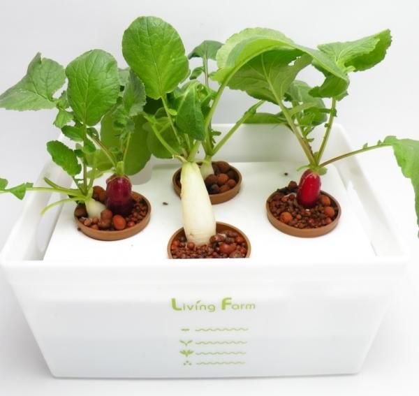 室内栽培水耕栽培ココ土耕 Sensizym 室内栽培水耕栽培ココ土耕 Sensizym