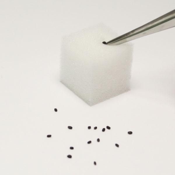 バジル 水耕栽培 苗作りキット 種子付き 水耕栽培ショップ リビングファーム バジル 水耕栽培 苗作りキット 種子付き 水耕栽培ショップ リビングファーム