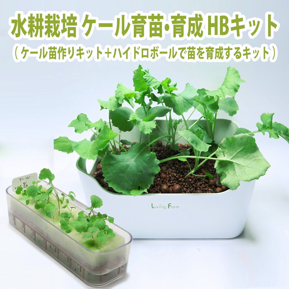 土を使わないはじめての野菜づくり かんたん!水耕栽培